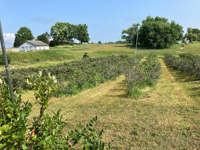 Tower Hill Farm, A Certified Organic Orchard, Vegetable Farm and U-Pick Blueberries
