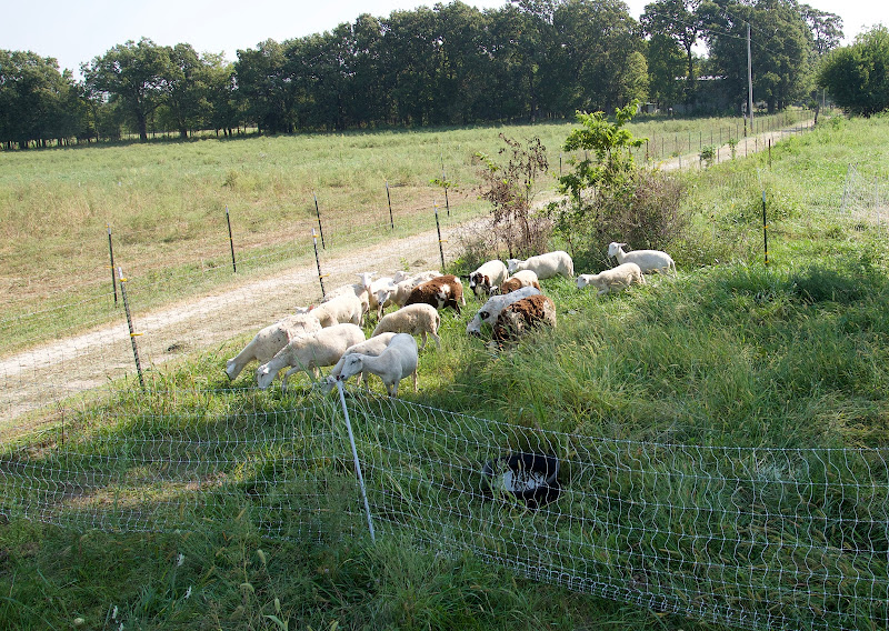 Alger Family Farm. LLC photo 2