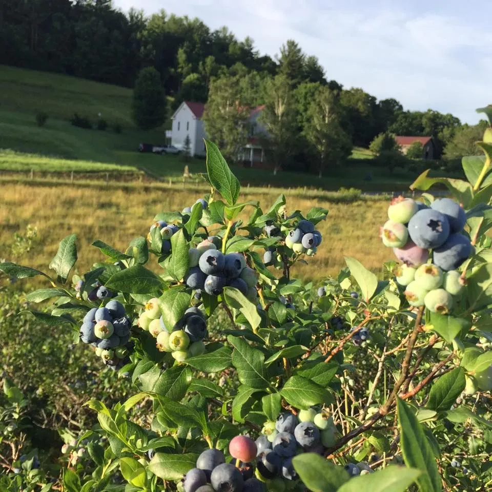 Woodall Blueberries