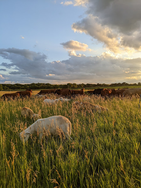 David's Pasture LLC photo 8