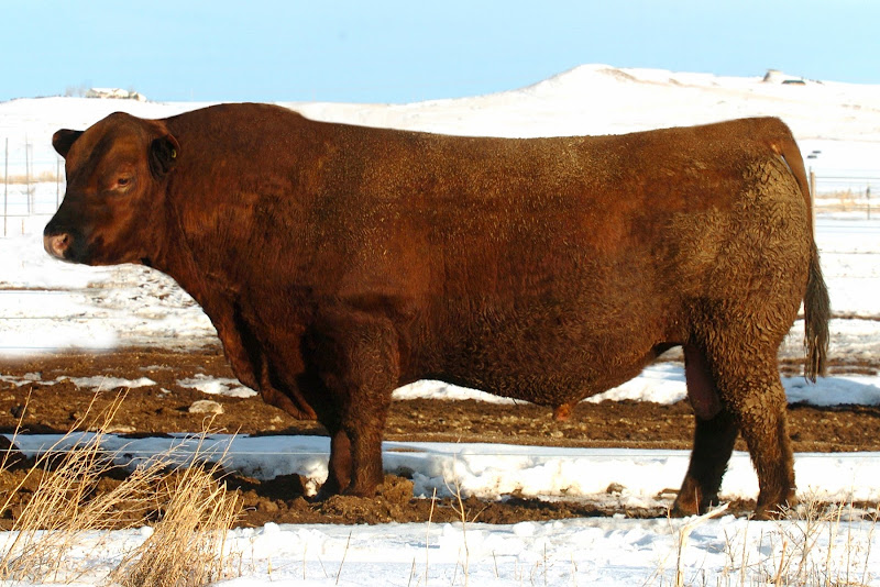 Craig Angus Ranch