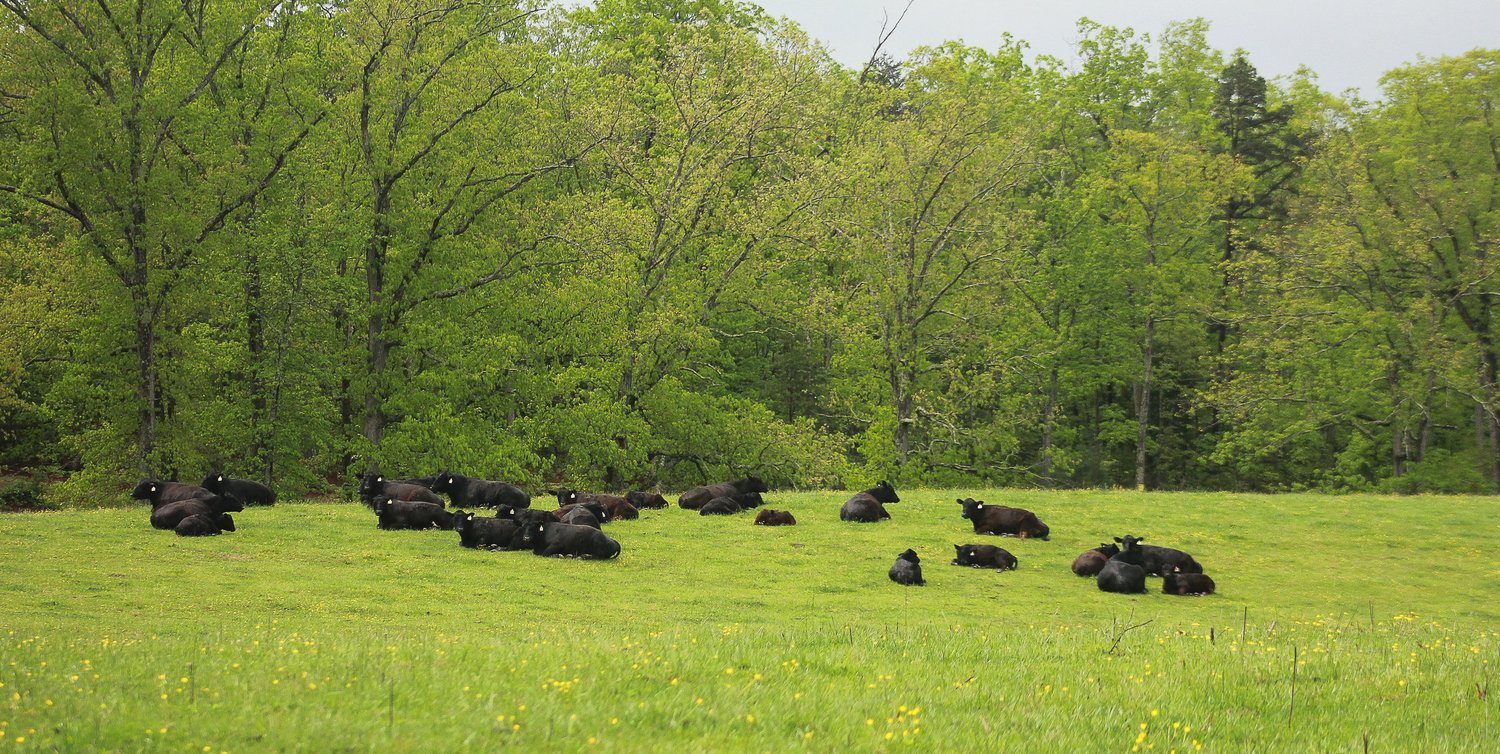 Sherwood Farm photo 18