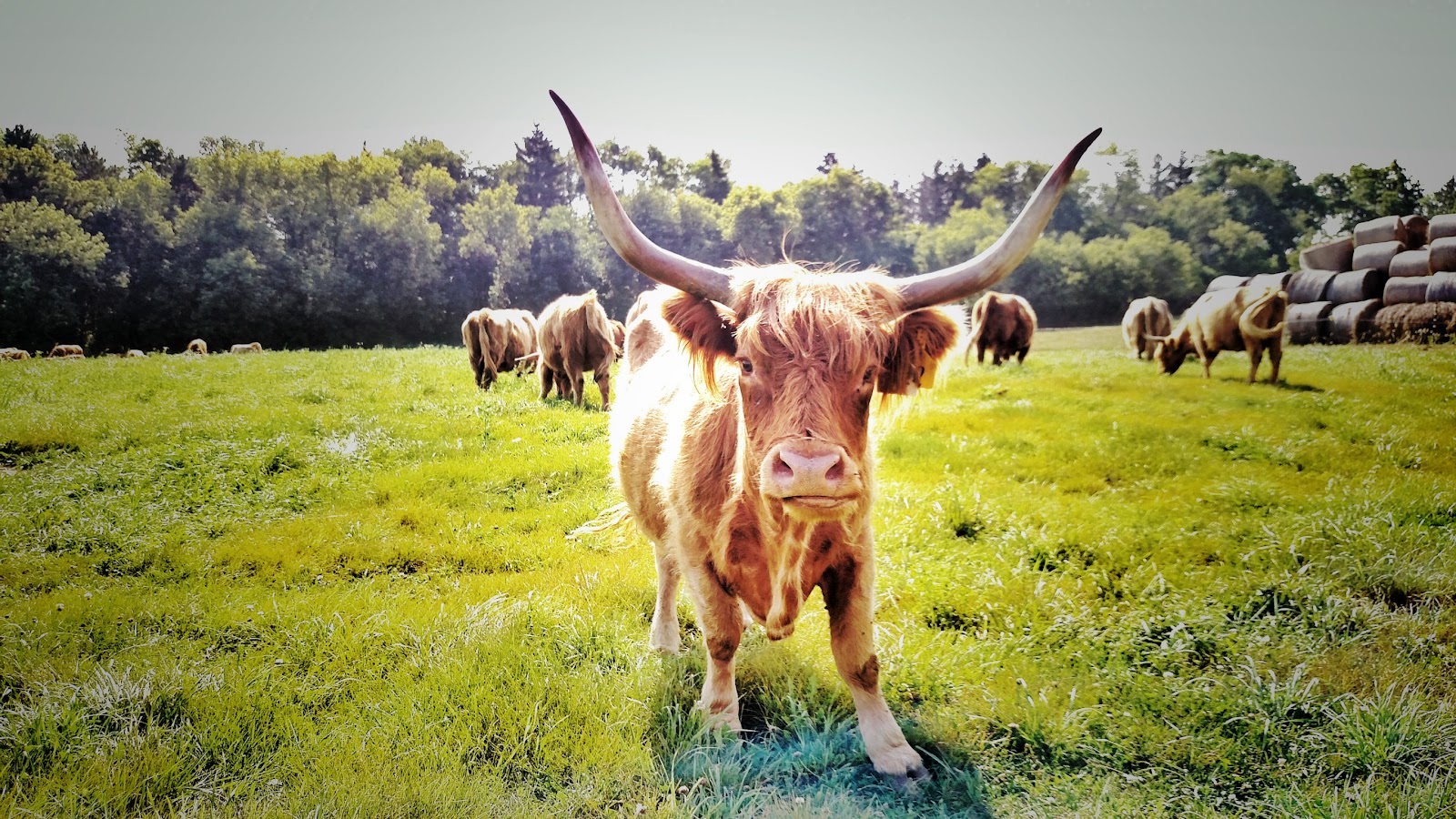 Highland Spring Farm photo 2