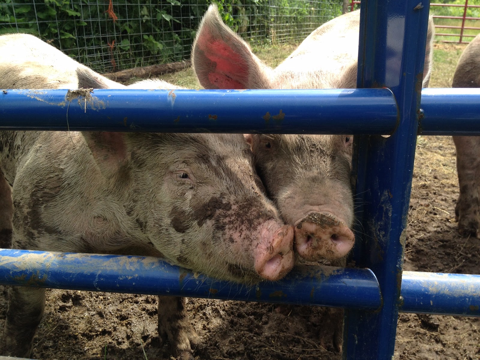 Highland Spring Farm photo 4