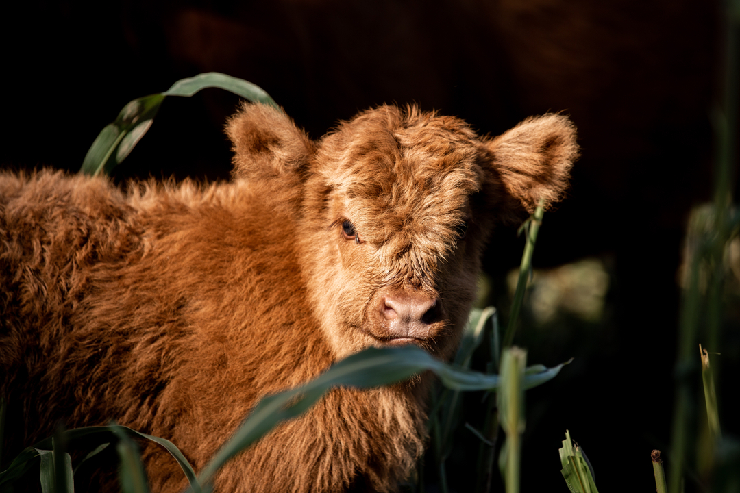 Highland Spring Farm