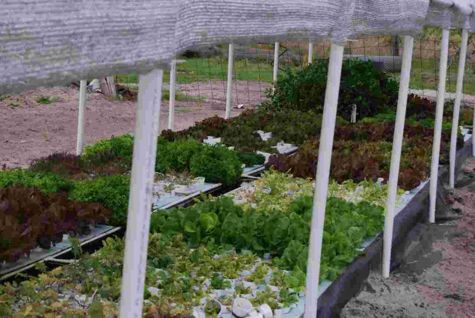 Heart of Christmas Farms