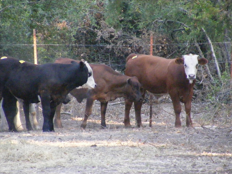 Gooch Family Farm LLC