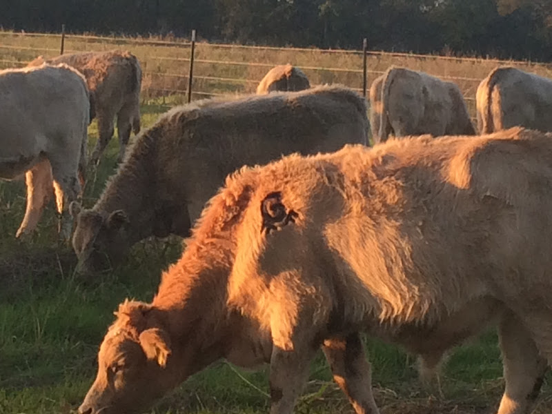 Gooch Family Farm LLC photo 3