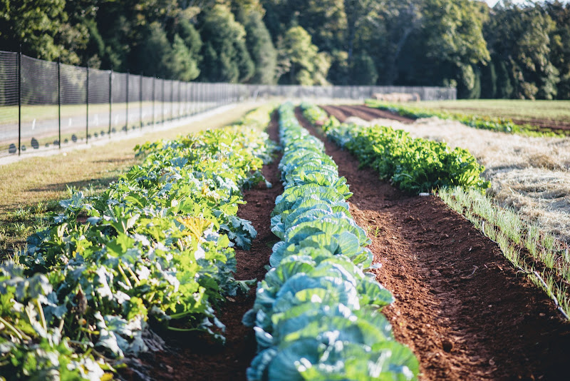 Wild Hope Farm photo 2
