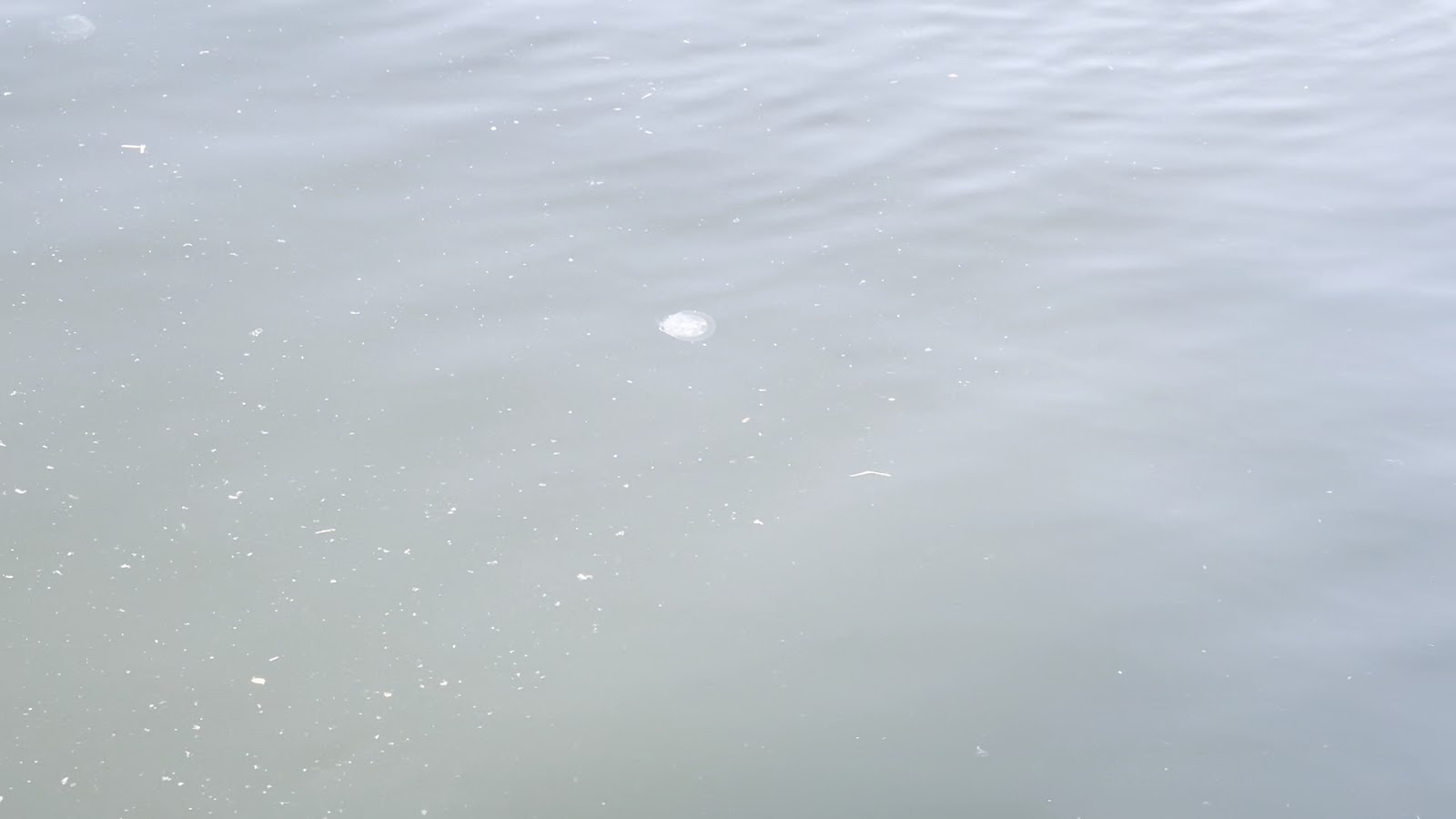 Florence Organic Farmer's Market photo 3