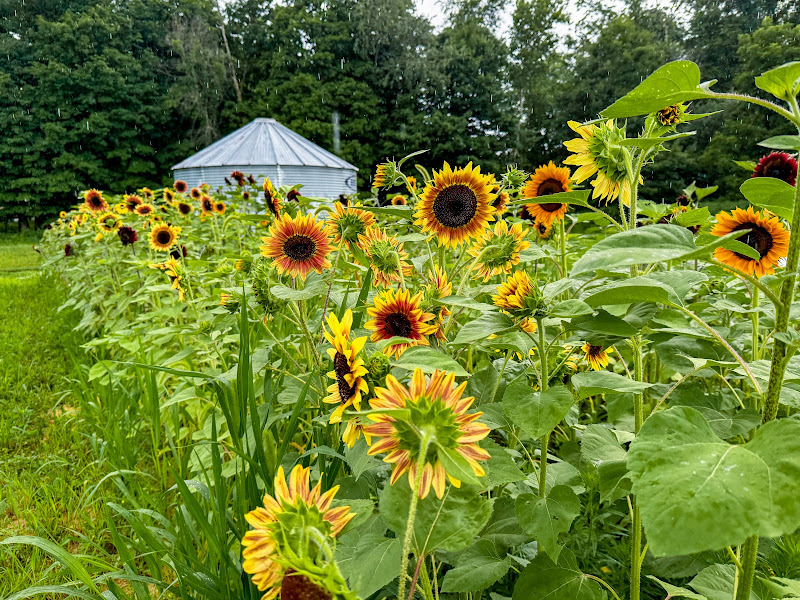 Muddy Meadows Farm & Market