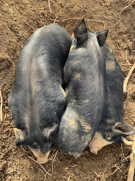 Stone Cross Farm photo 2