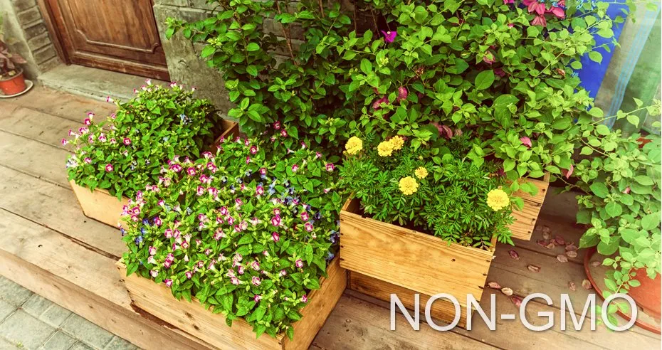 Camp Point Farmers' Market