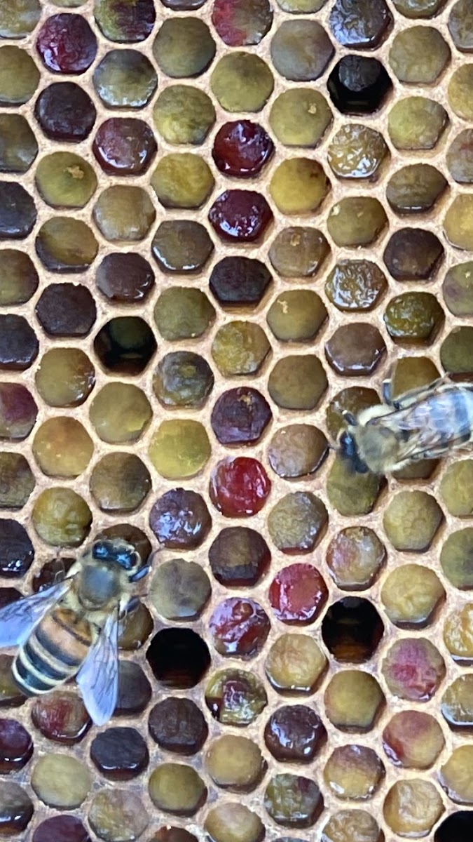 Hazel Valley Farms, LLC. photo 3