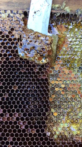 Hawai'i Institute of Pacific Agriculture photo 2