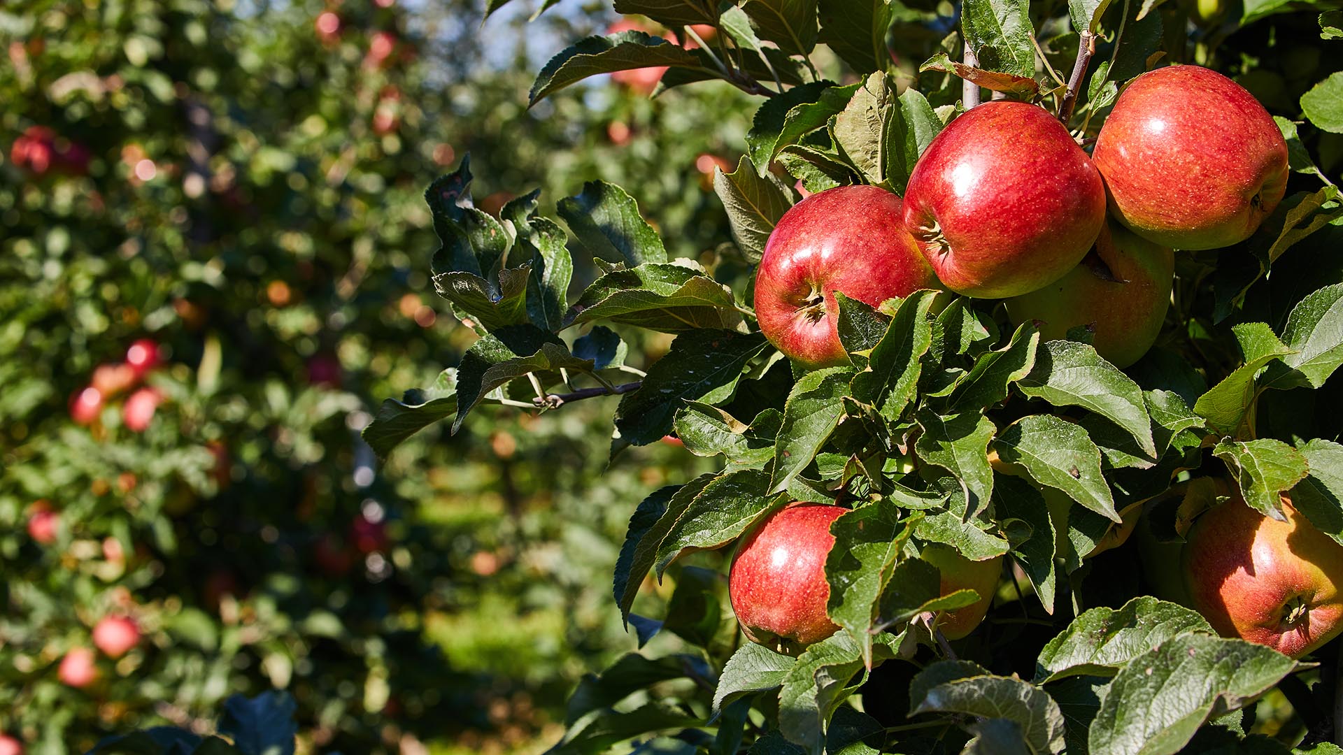 Stovers Farm Market and U