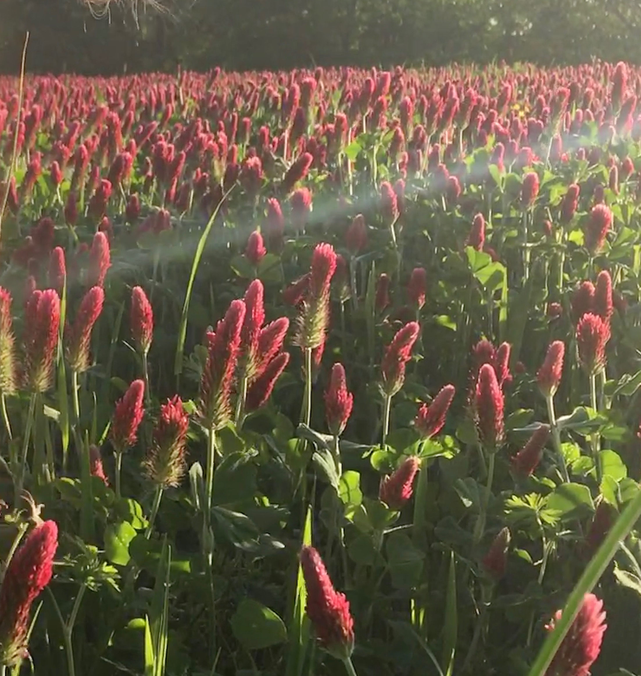 Nourishing Acres