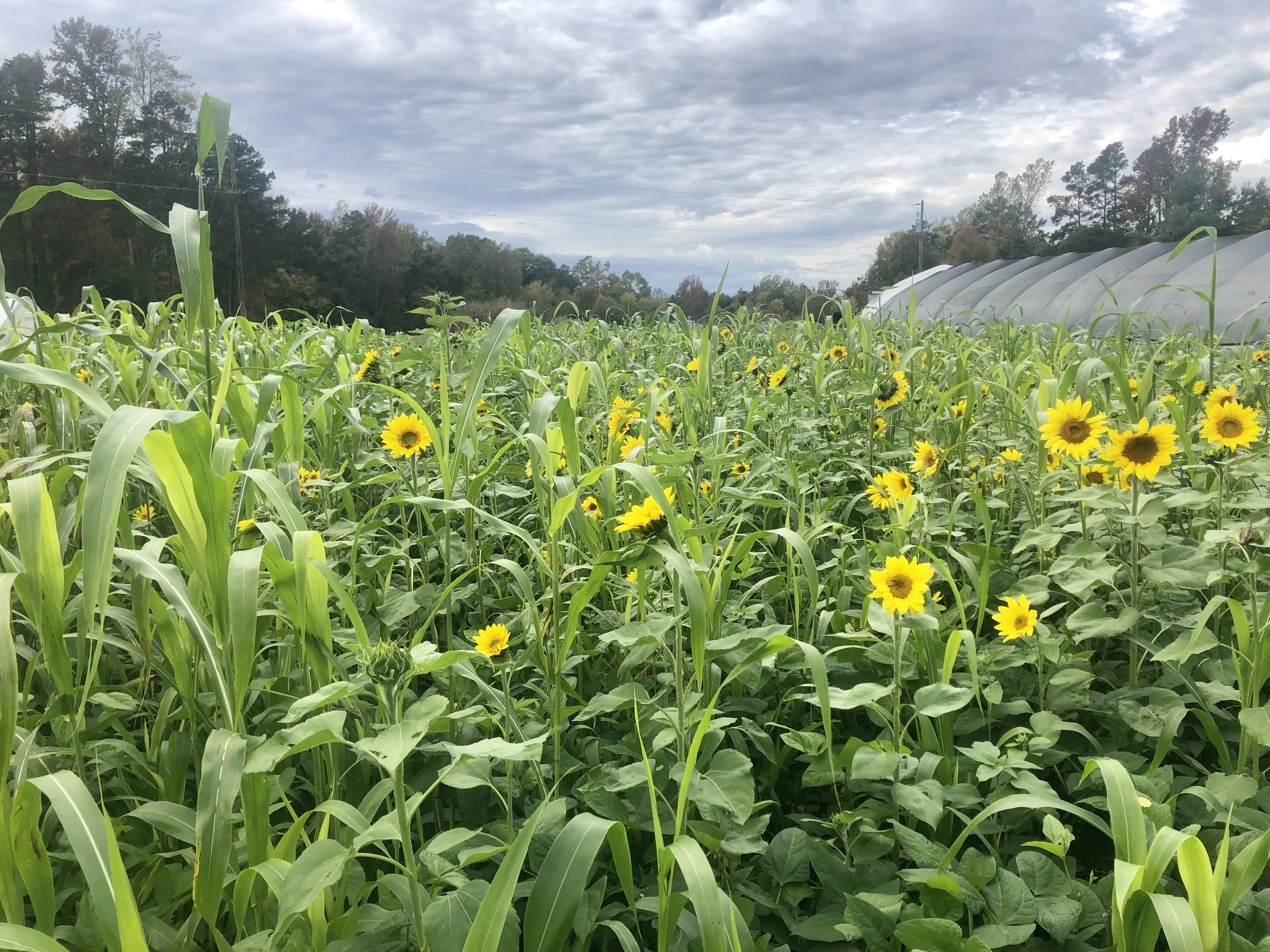 Nourishing Acres photo 3