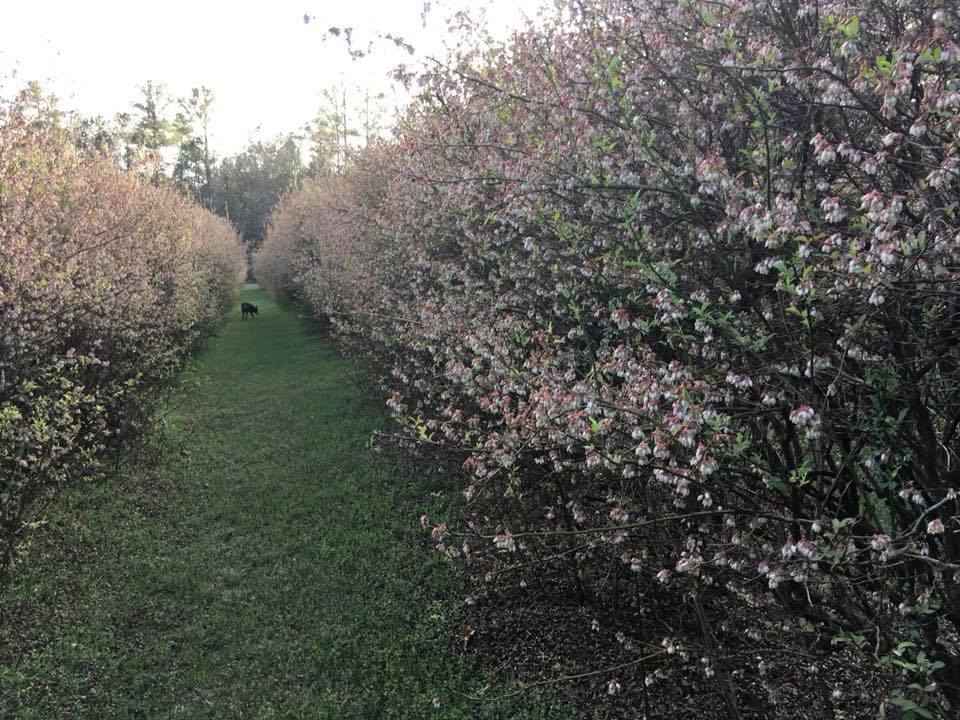 Hard Labor Creek Blueberry Farm