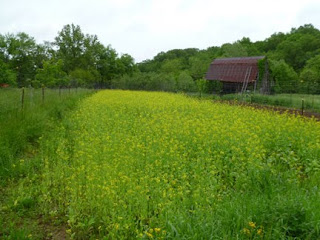 Hollow Pumpkin Farm photo 2