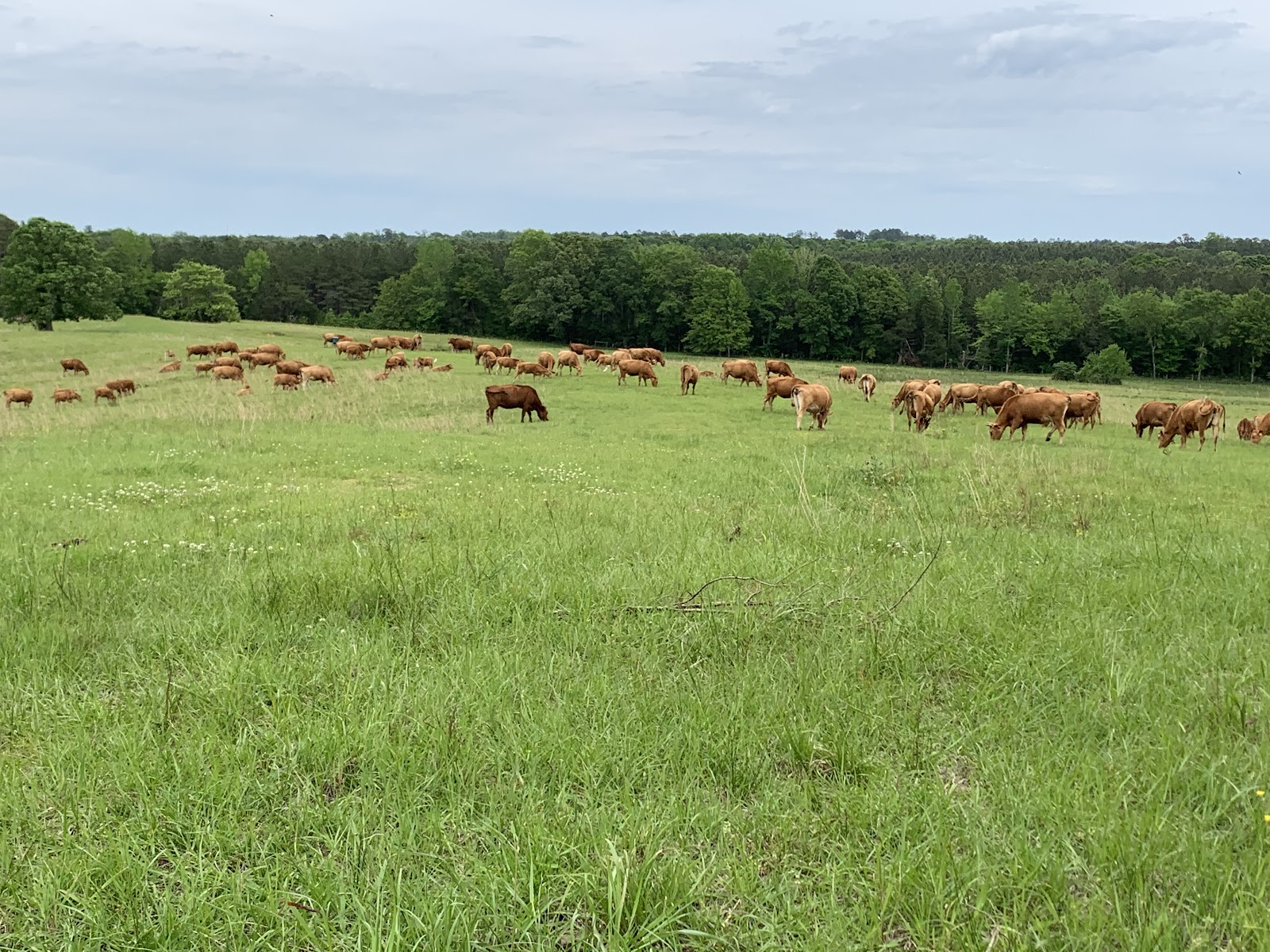 Reyer Farms photo 2