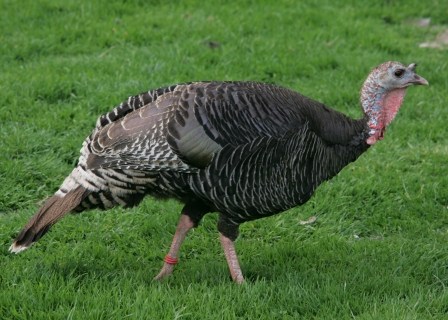 Birdland Pastures photo 2