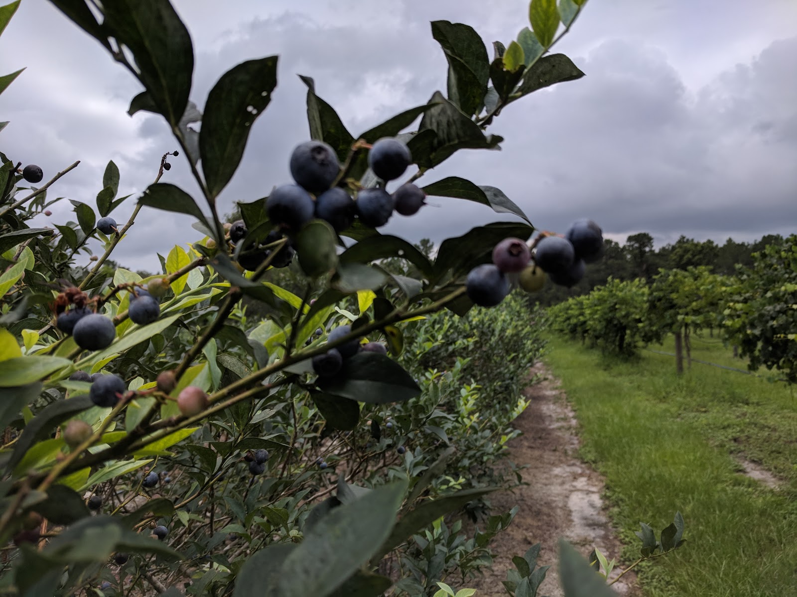 Bluefield Estate Winery photo 3