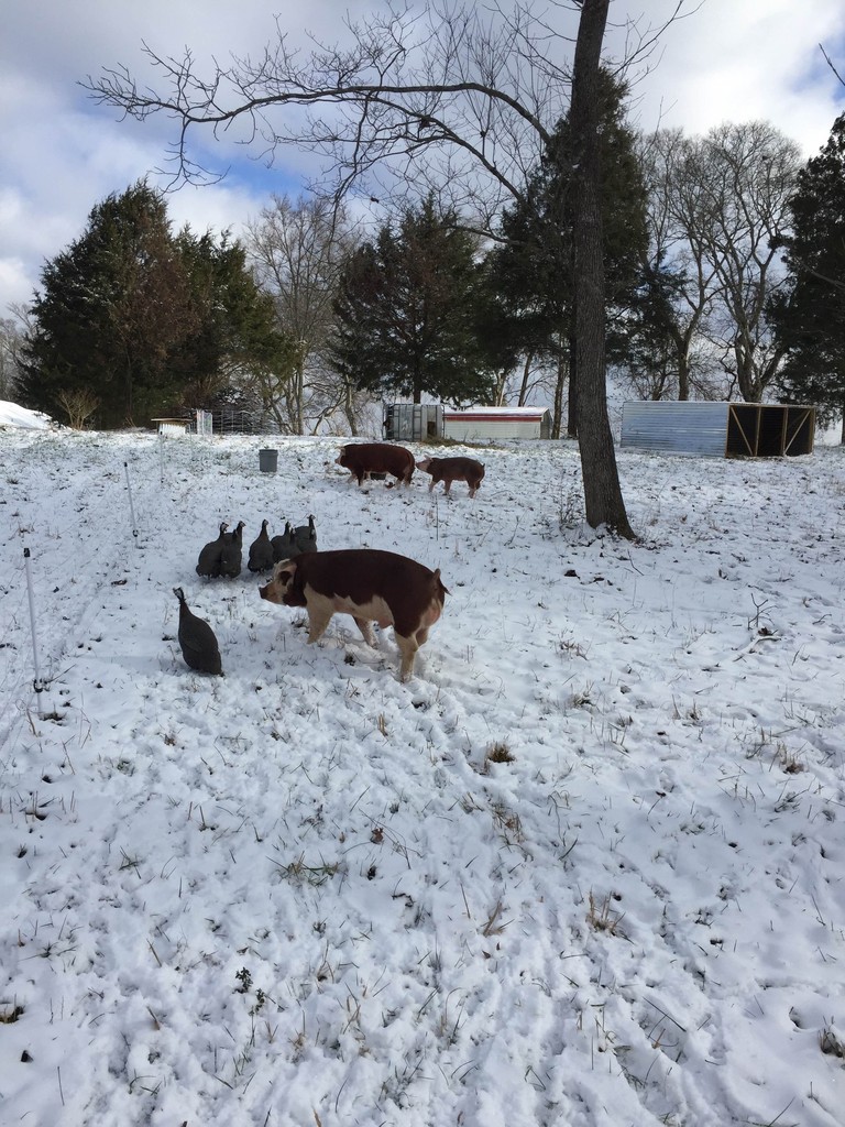Canaan Land Farms photo 8