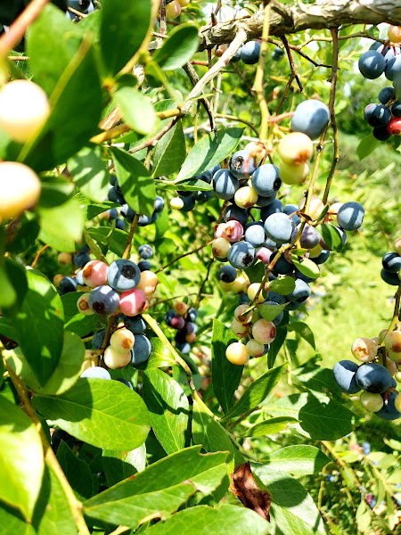 Hebler Organically Grown Blueberry Farm