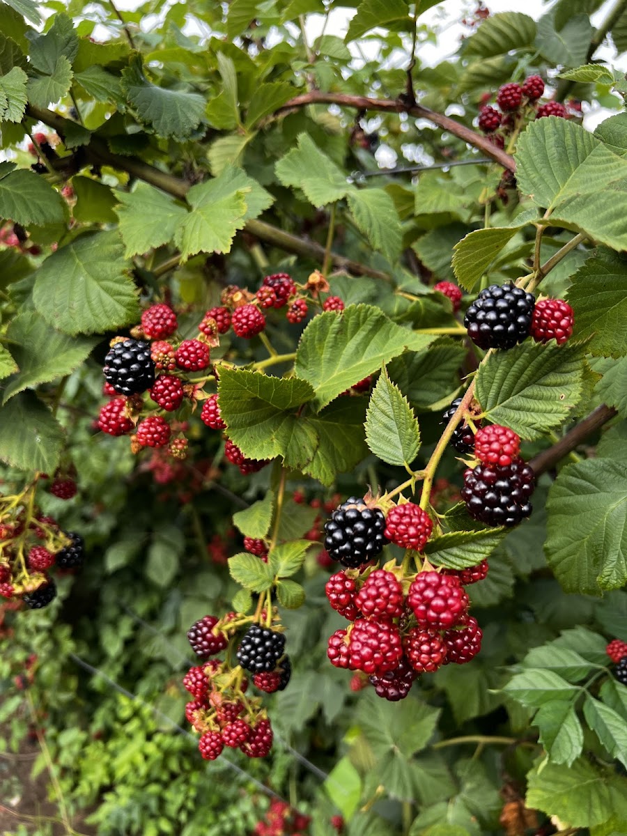 Hermans Farm Orchard