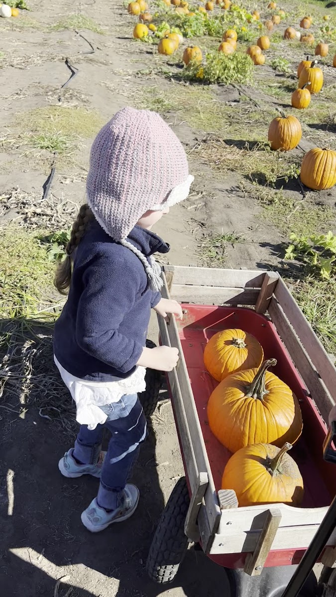 Hermans Farm Orchard photo 4