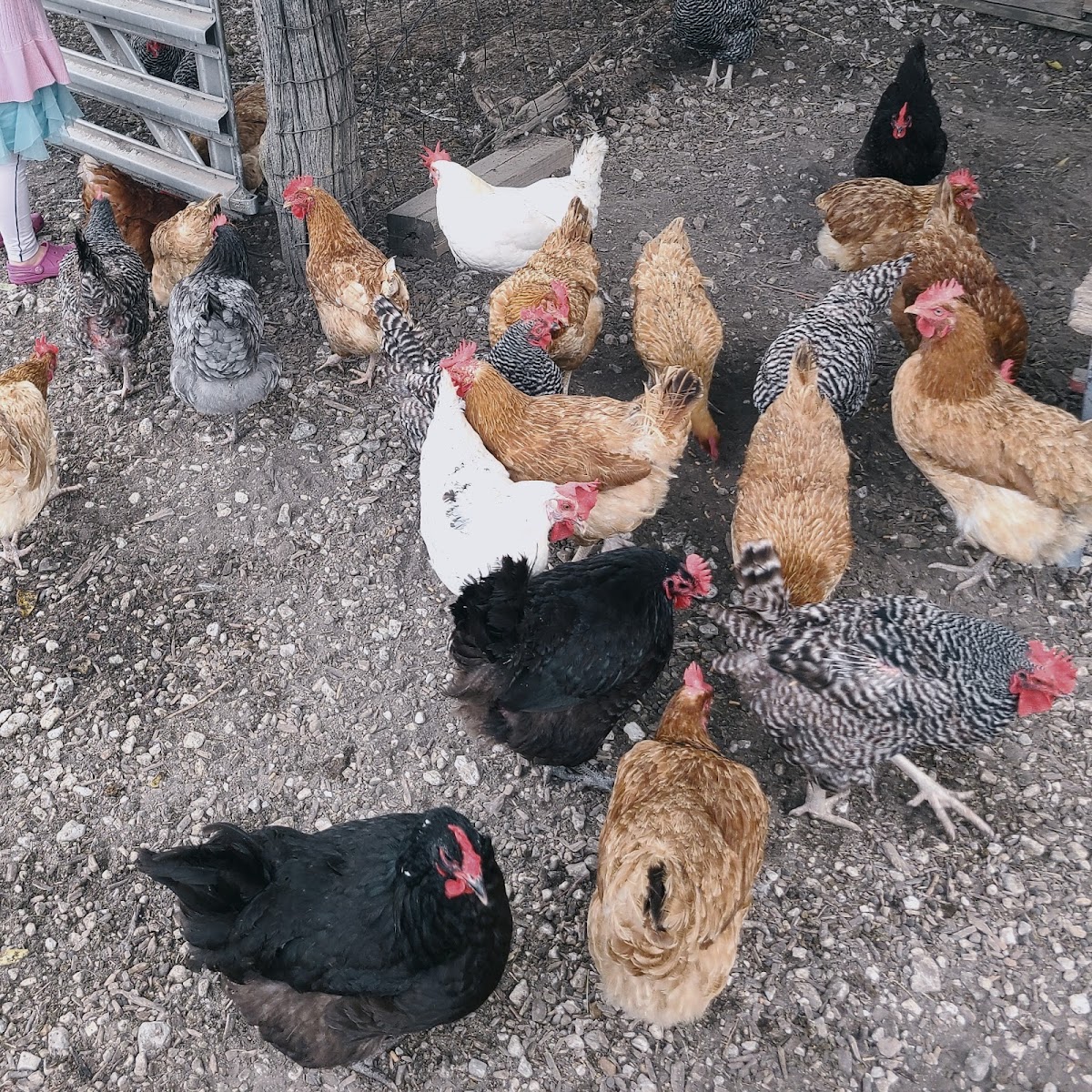 Hermans Farm Orchard photo 8