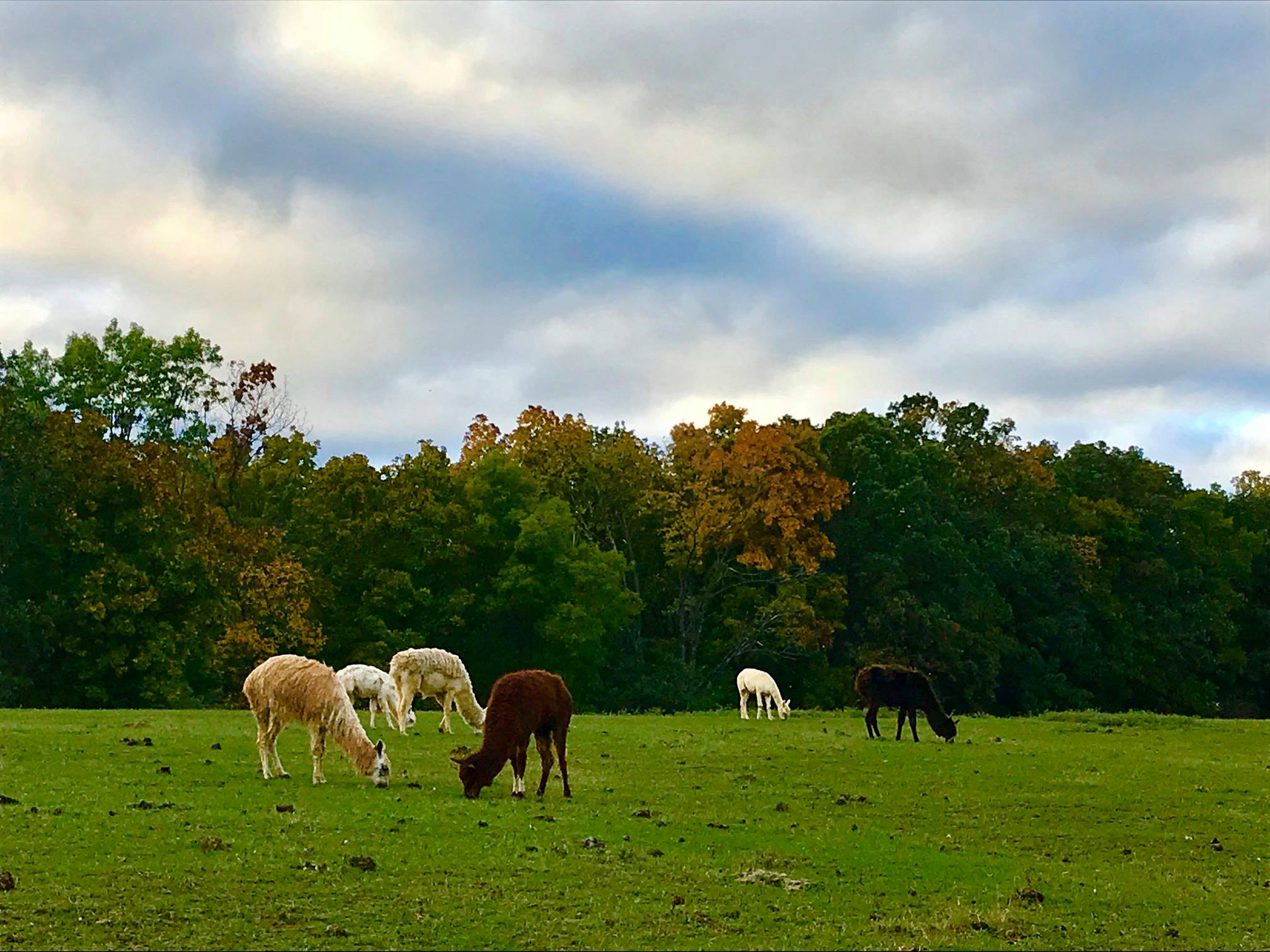 The Tower Grove Farmers' Market