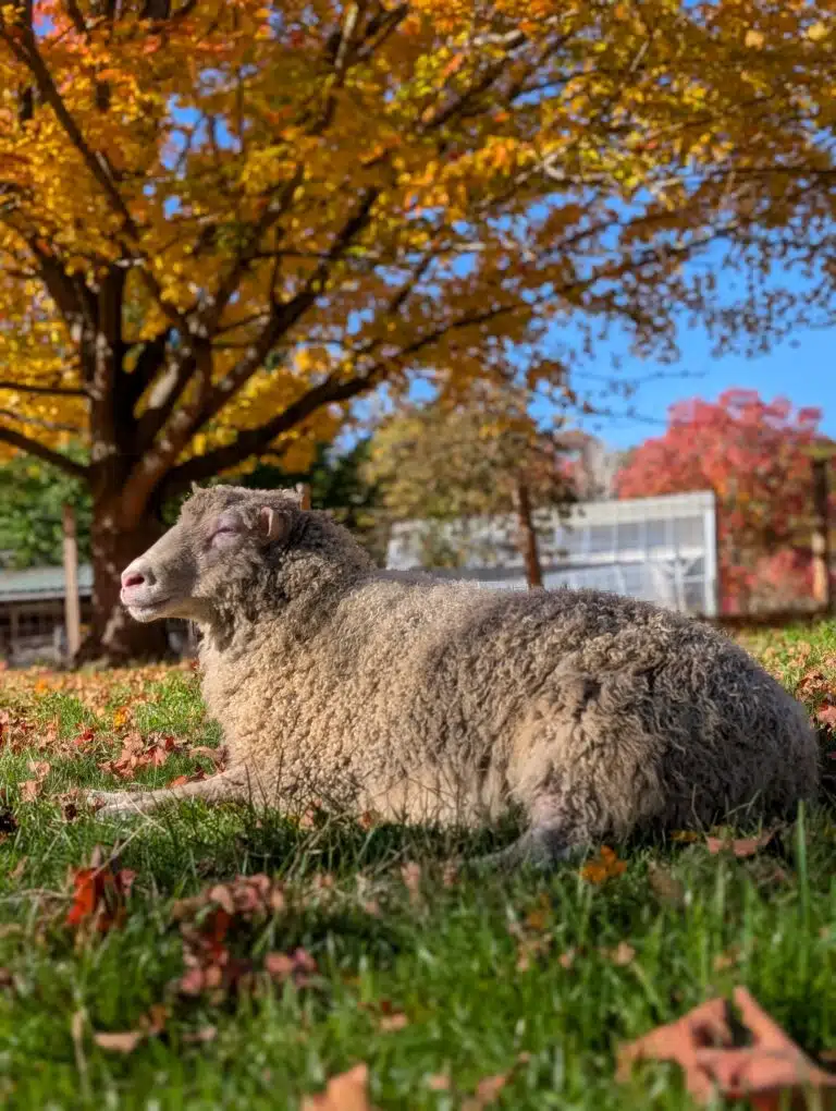 Natick Community Organic Farm