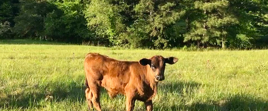 Hillhouse Pastures photo 11