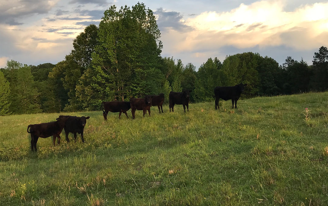 Hillhouse Pastures photo 8