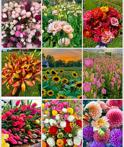 Bloom Ridge Farm (u-pick flower farm) photo 13