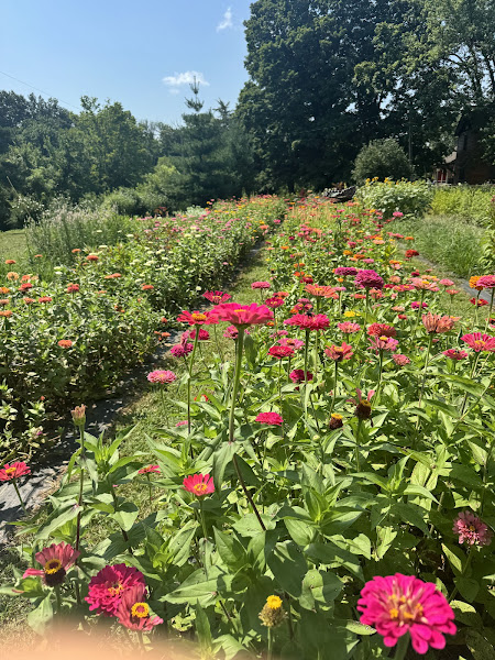 Bloom Ridge Farm (u-pick flower farm)