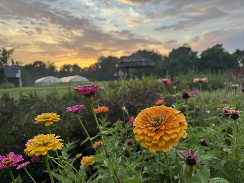 Bloom Ridge Farm (u-pick flower farm) photo 2