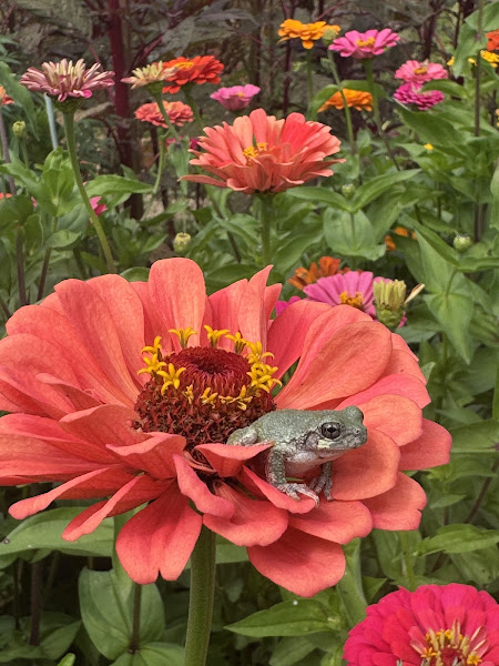 Bloom Ridge Farm (u-pick flower farm) photo 3