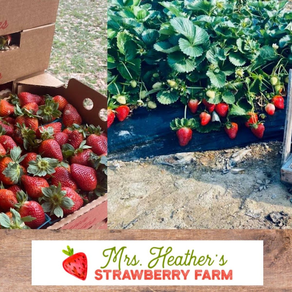Mrs. Heather's Strawberry Farm photo 2