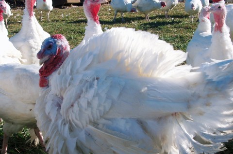 Tewes Farm photo 2