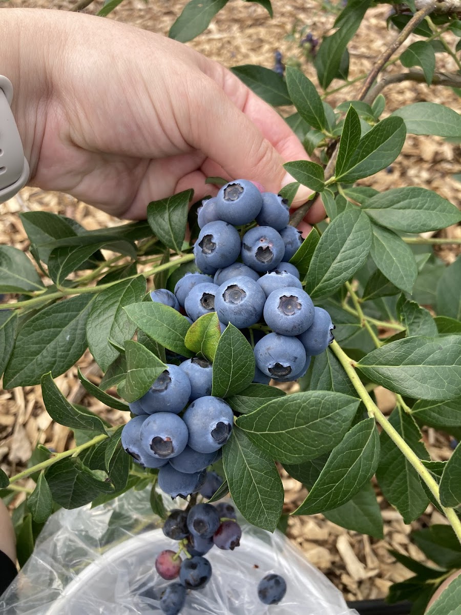 Renee's Berry Garden photo 2