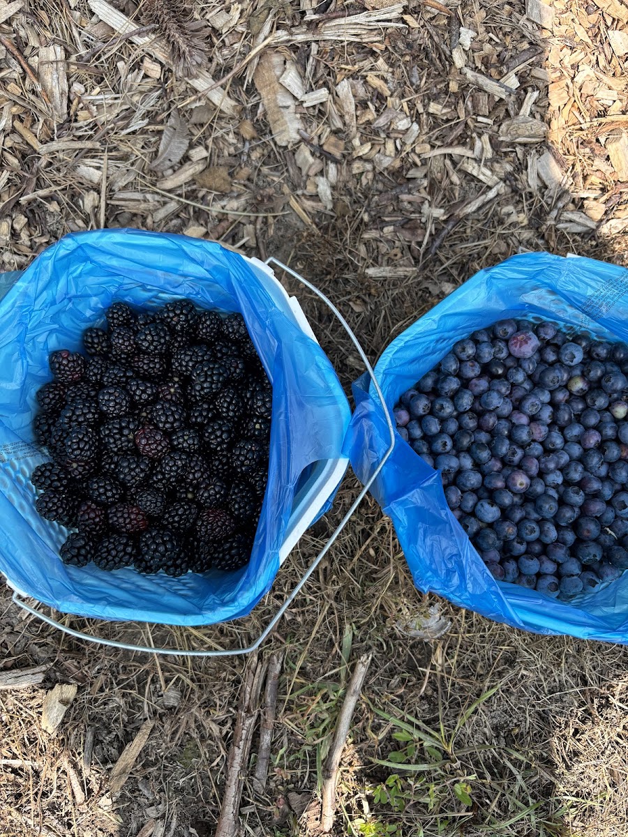 Renee's Berry Garden photo 3