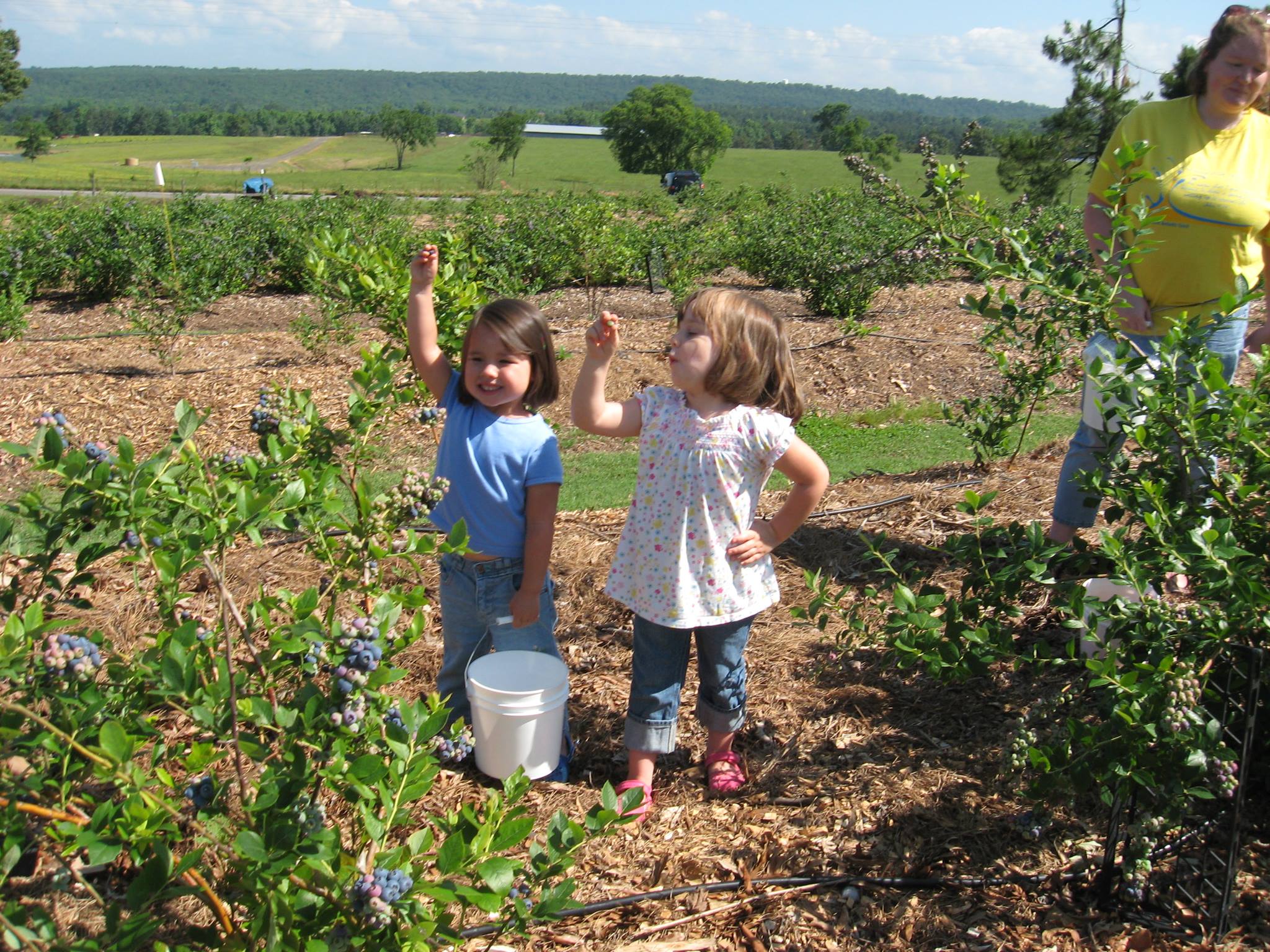 Renee's Berry Garden