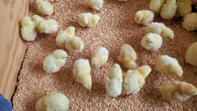 Five Mile Farms photo 5