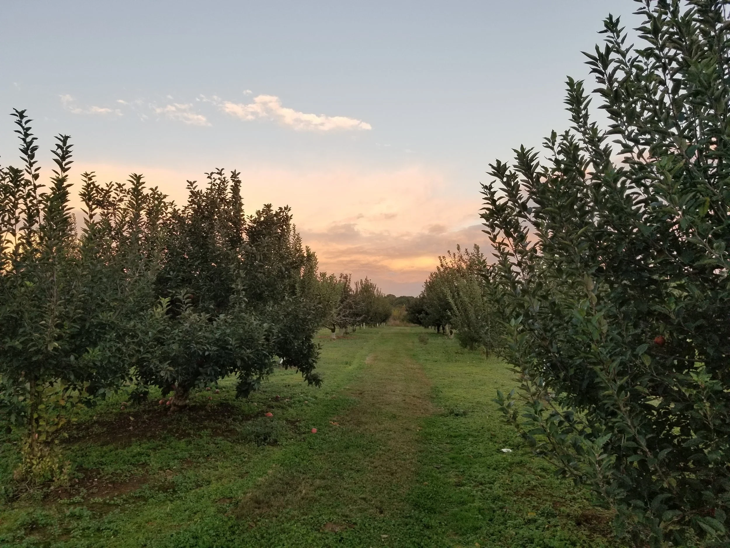 Morning Glory Orchards