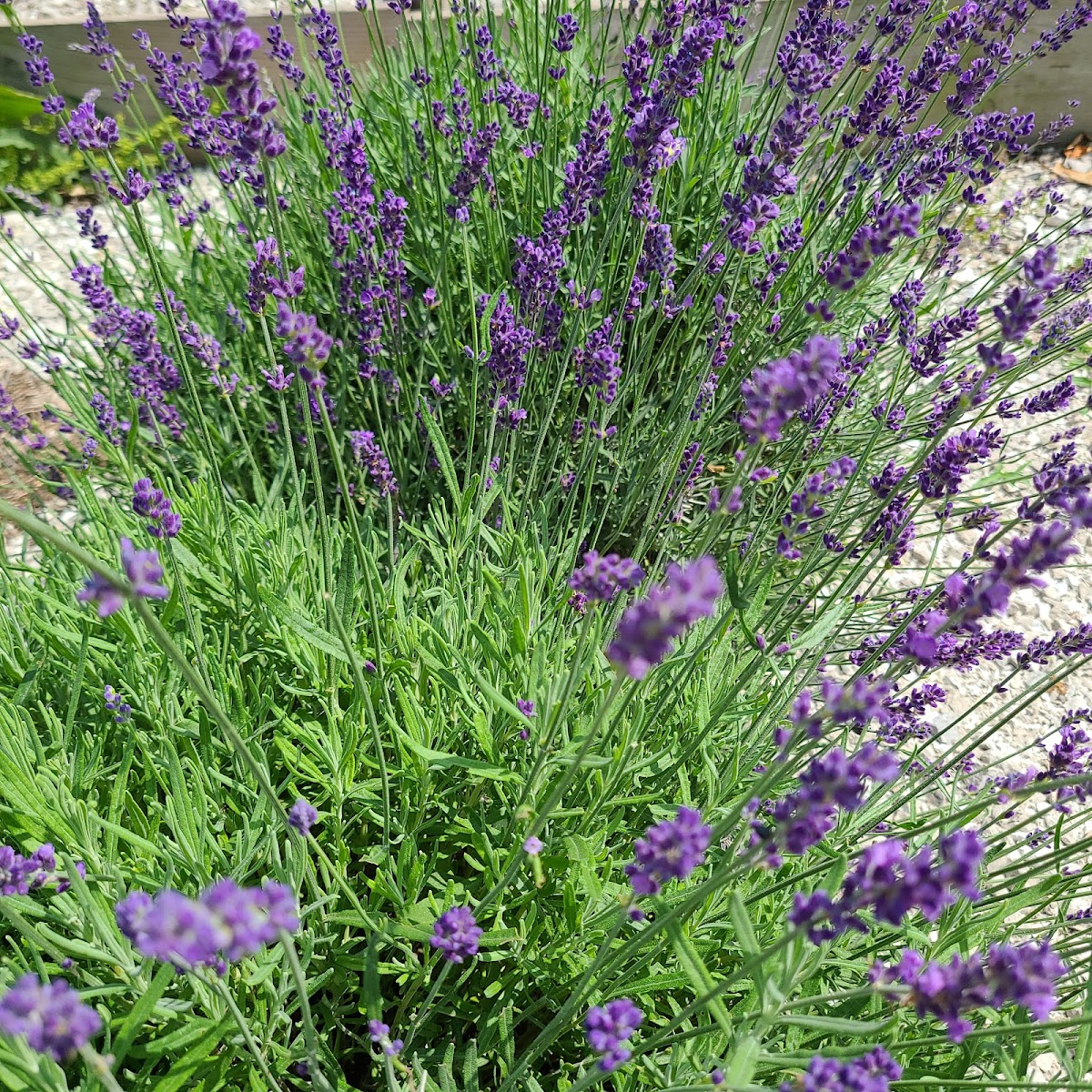 Dogwood Hill Farm, LLC