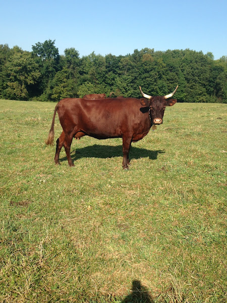Old Time Farm photo 3