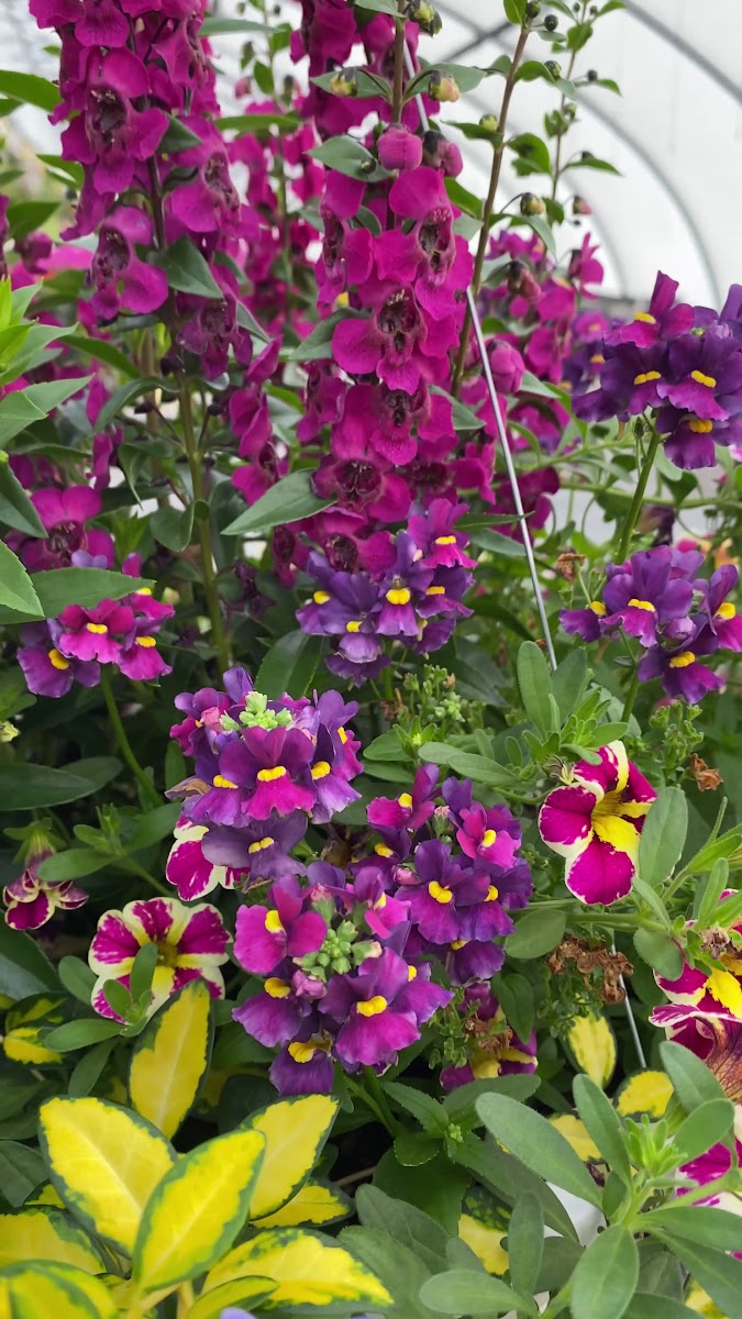 Bedner's Farm and Greenhouse, Inc. photo 3
